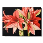 numeromaalaus-Amaryllis-numerotaide.fi