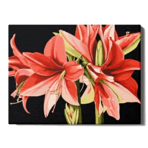 Amaryllis